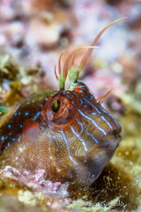 White Mediterranean Blenny #2 by Marco Gargiulo 